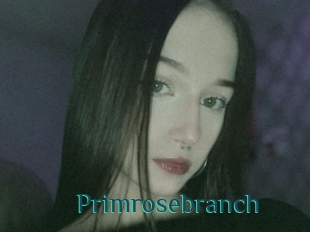 Primrosebranch